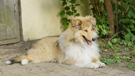 young rough collie guards home in countryside, handheld view