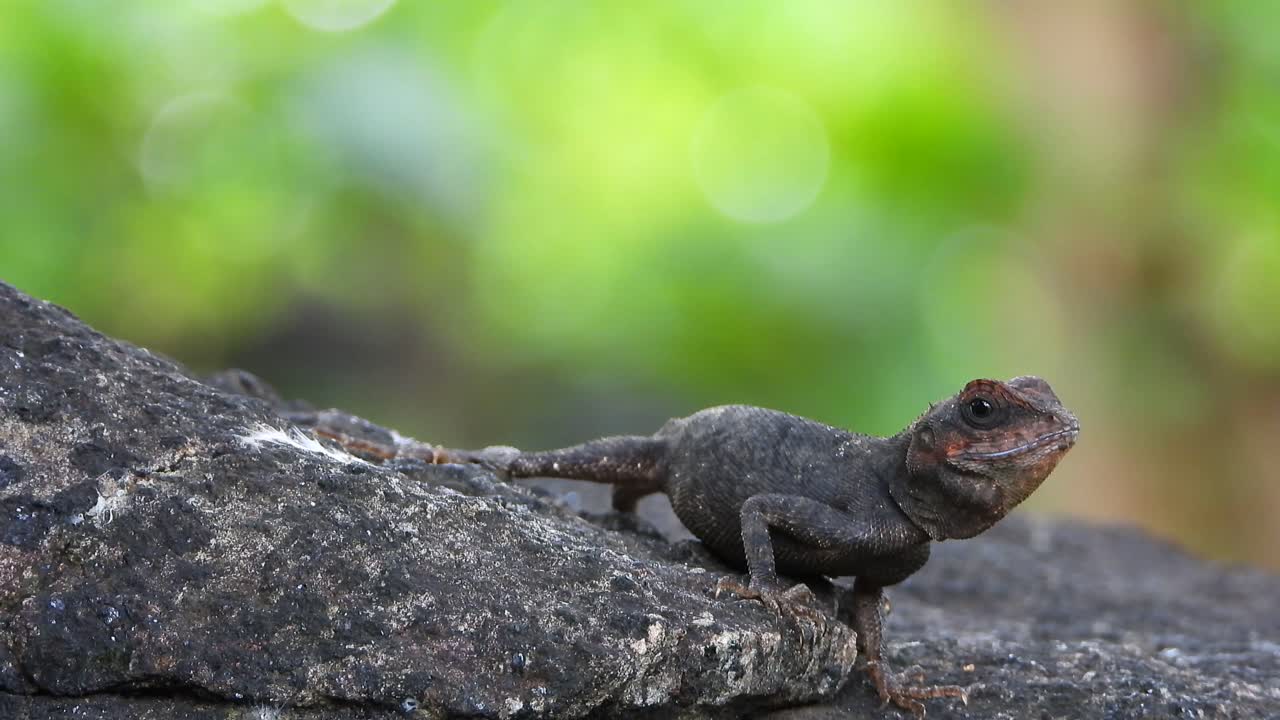 바위에서 먹이를 찾는 도마뱀