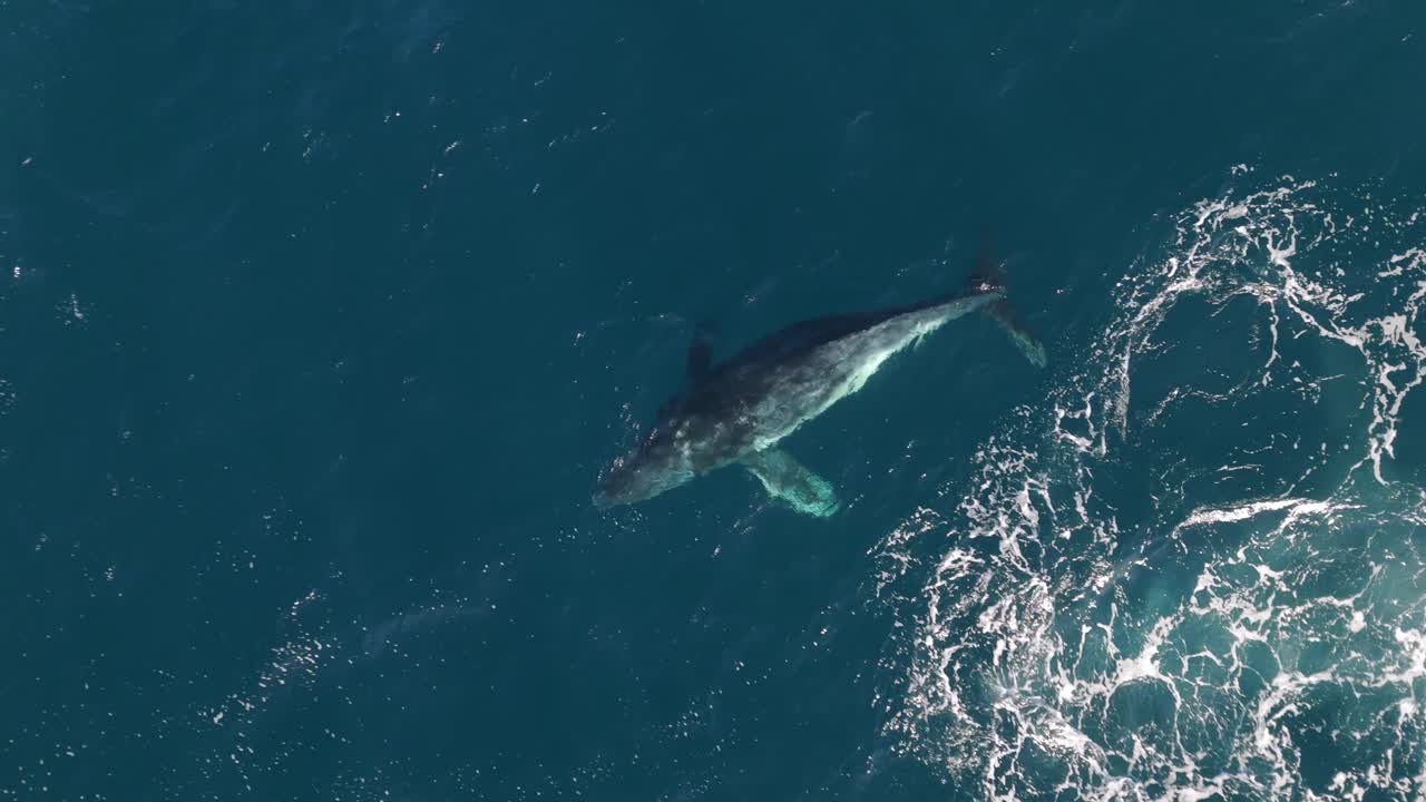 Baby humpback whale breaches and blow the water spout from the blue ocean surface