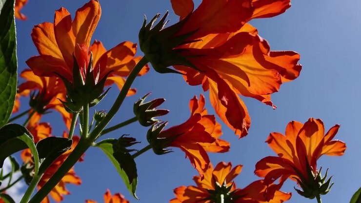 Levende oransje blomster som svaier i sollys mot blå himmel