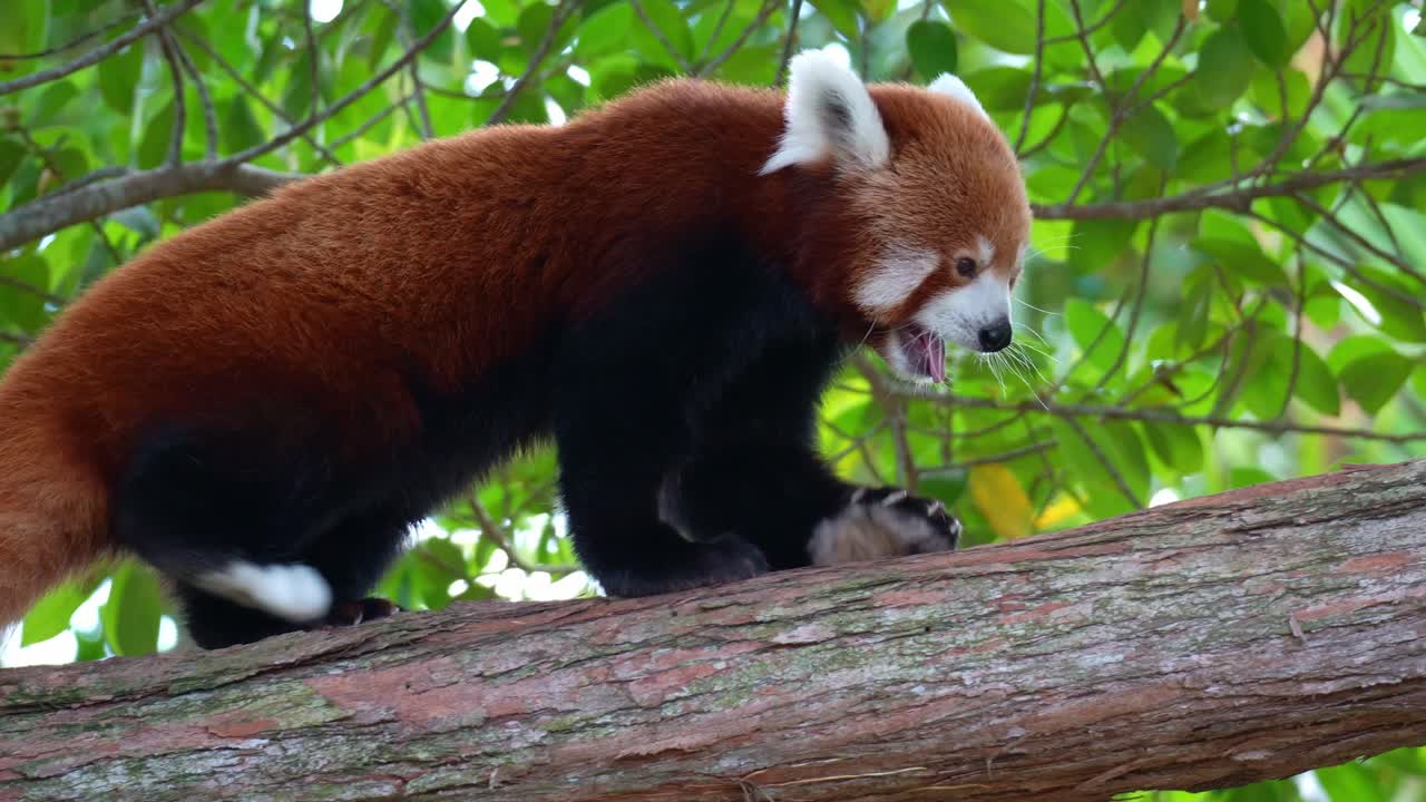 Roztomilá panda červená stojící na větvi stromu v bujném lese