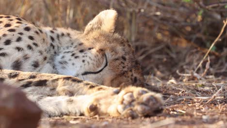 Un-Guepardo-Africano-Dormido-Mueve-La-Oreja-Contra-Una-Molesta-Y-Molesta-Mosca