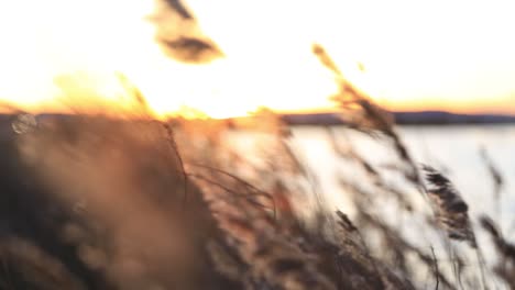 Close-up-on-tall-grasses-during-sunset-with-a-pond-in-background.