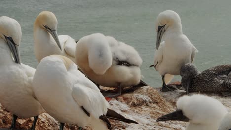 Majestuosas-Aves-Blancas-De-Alcatraces-En-La-Colonia-De-La-Costa,-Vista-Estática-De-Cerca