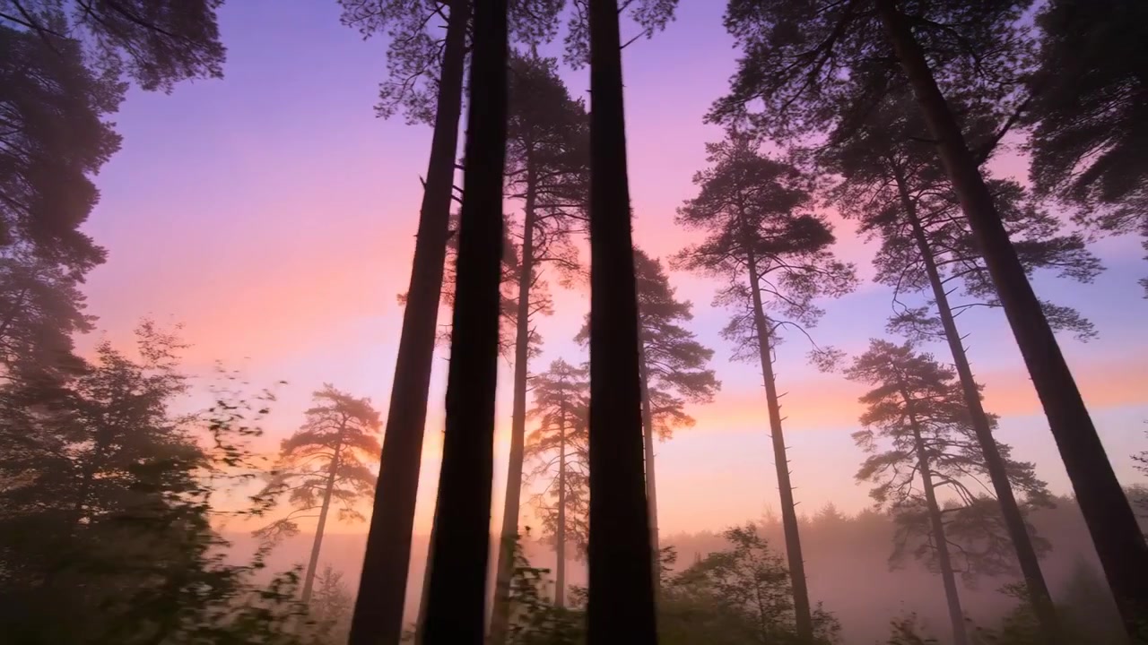 Panning camera capturing tall conifer trunks on misty slope as sunrise colors deepening
