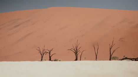 dead trees in the sossusvlei desert