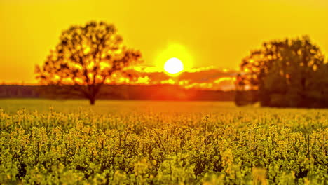 Wunderschönes-Wildblumenfeld-Und-Atemberaubender-Orangefarbener-Sonnenuntergang-–-Fusion-Clip