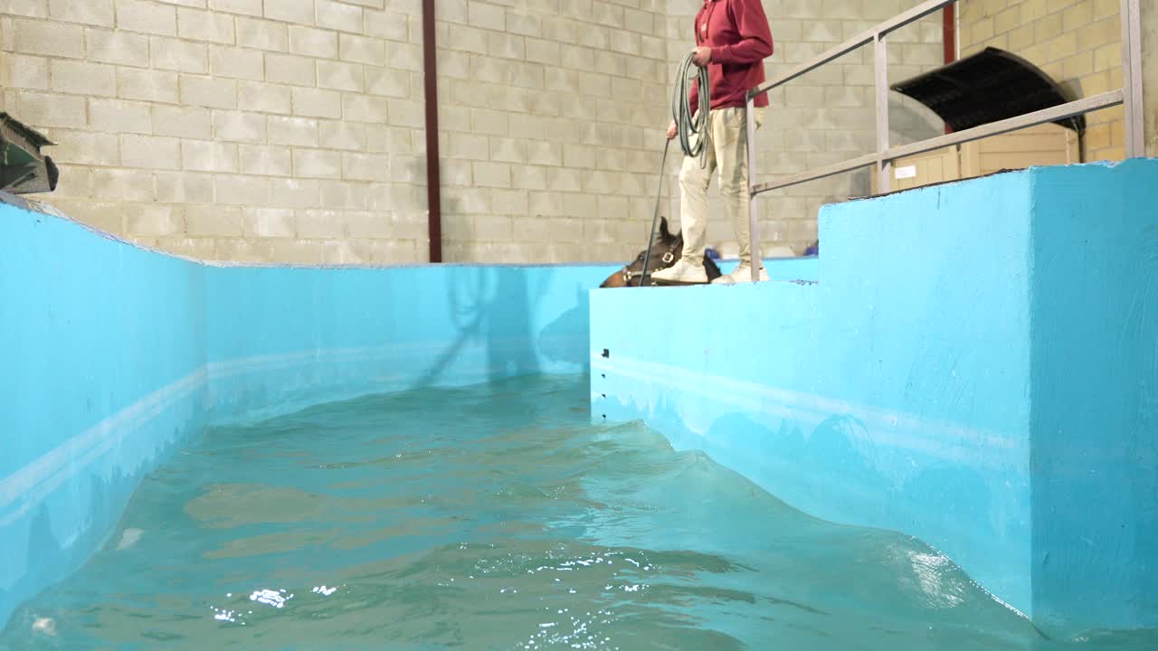 Horse undergoing hydrotherapy in a pool