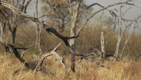 A-tree-squirrel-shouting-an-alarm-call-from-a-dead-tree-in-the-Khwai-concession,-Botswana