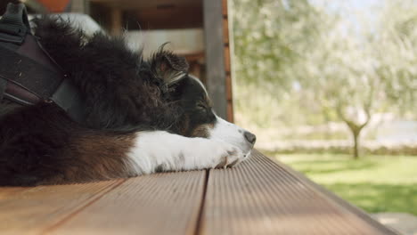 Medium-close-up-shot-of-a-sleeping-dog