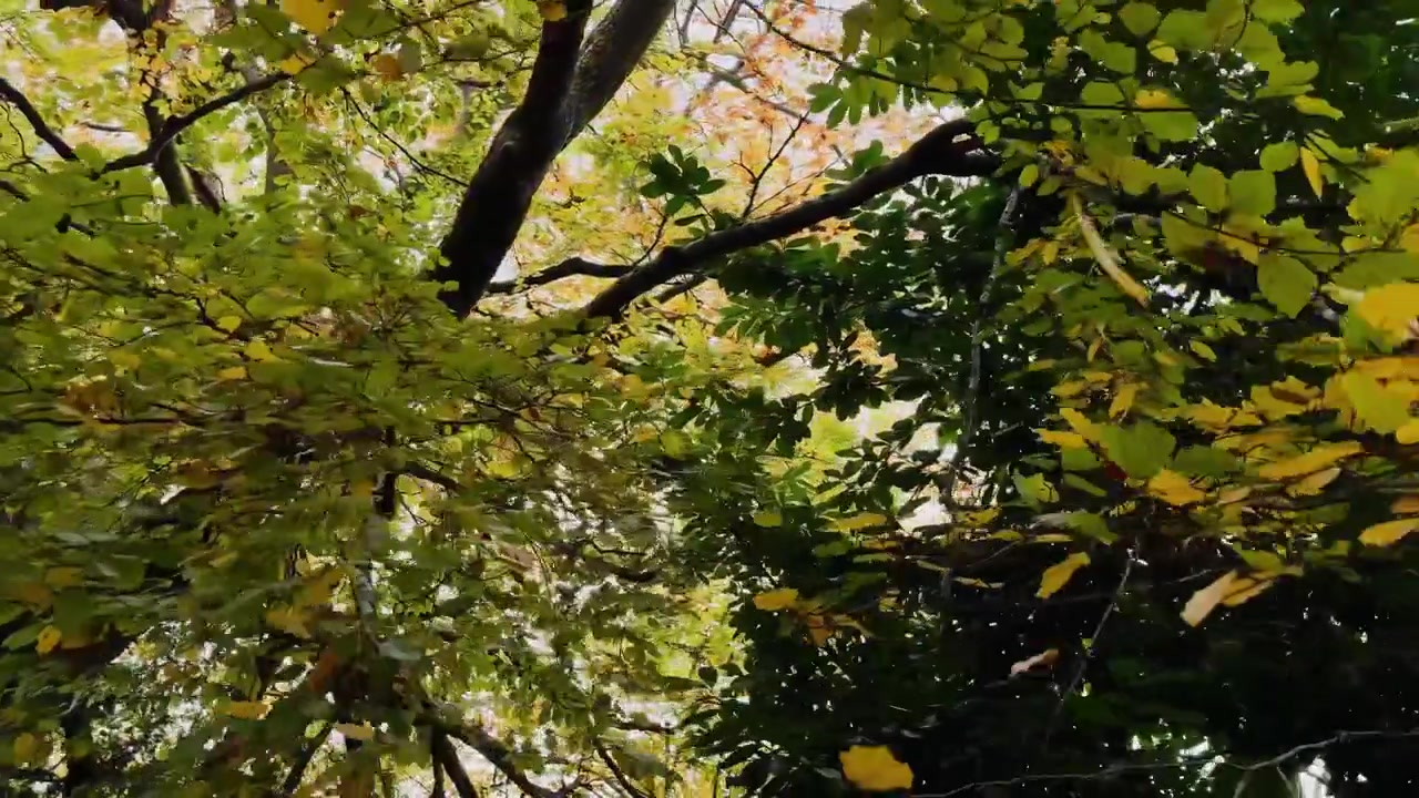 Hojas de árboles otoñales. Cámara dinámica, ángulo bajo. Cambio estacional.