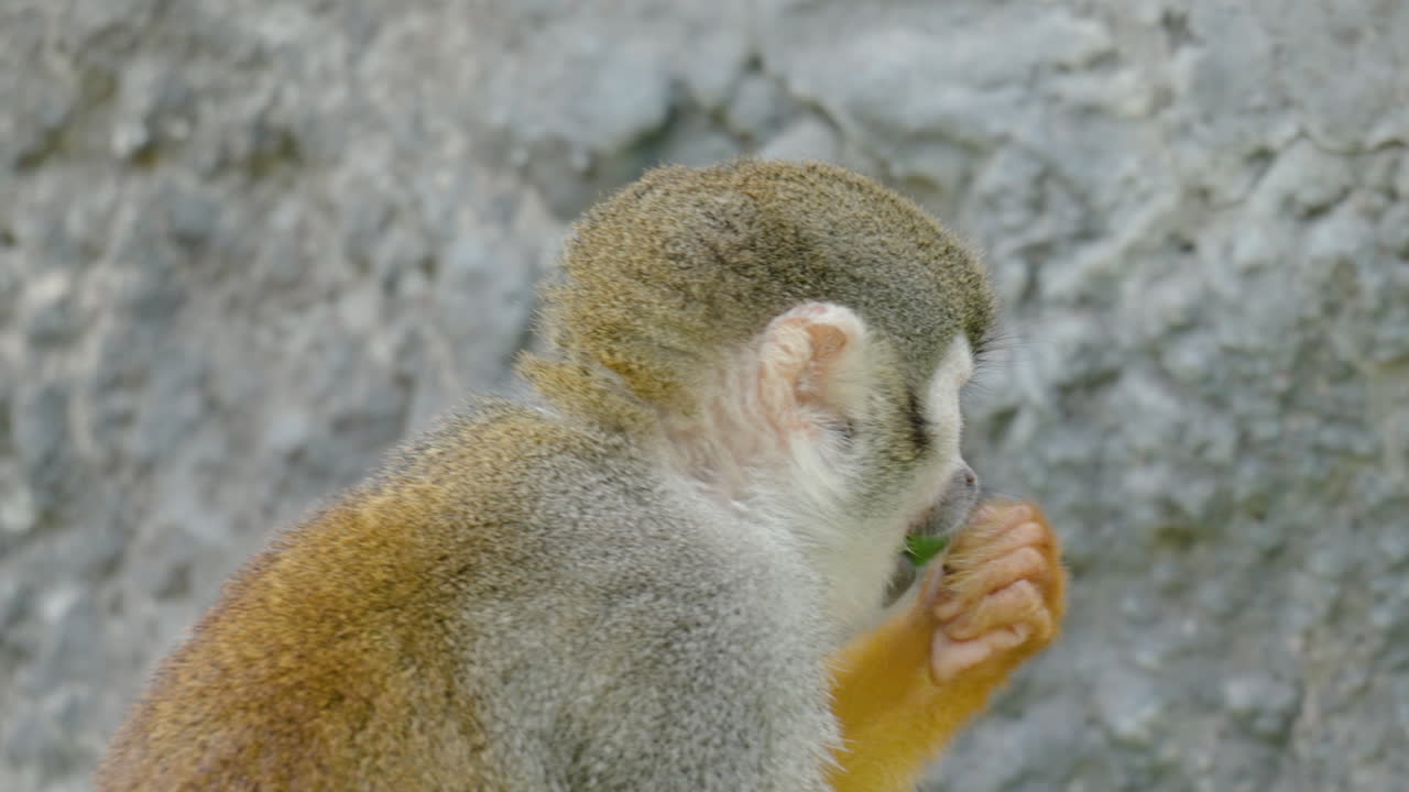 mono ardilla de cerca comiendo hojas verdes de plantas silvestres y salta sobre una roca en costa rica salvaje - cámara lenta