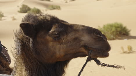 close-up of a camel in a sunny desert landscape, holding a rope in its mouth