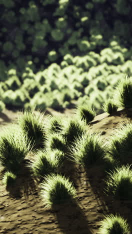lush green grasslands basking under a warm sun near a tranquil hillside