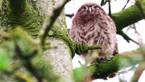 Little owl sleeping while sat on tree branch in the forest, low angle shot