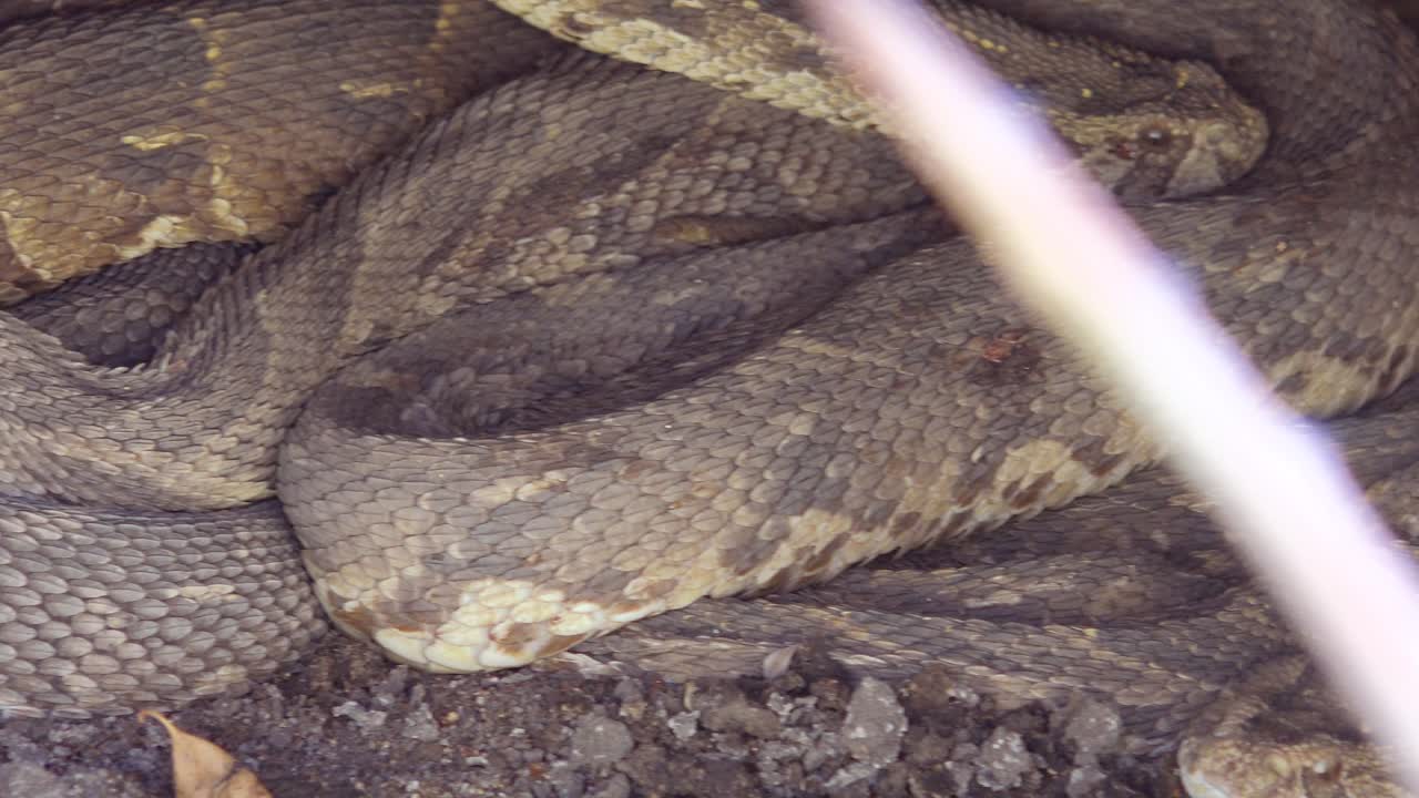 The very deadly puff adder snake lies coiled with other snakes in the desert of Namibia Africa