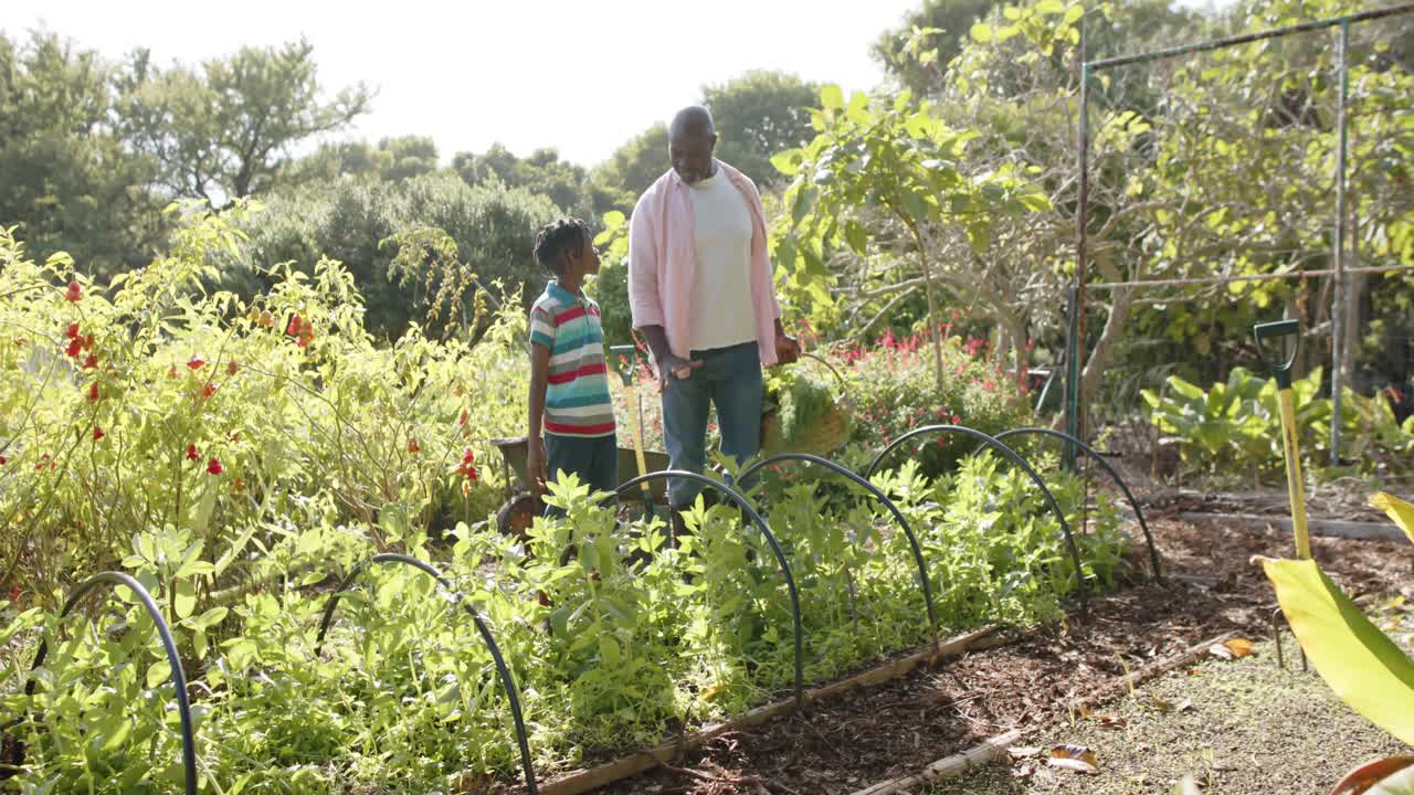 행복 한 아프리카계 미국인 할아버지 와 손자 가  ⁇ 빛 이 있는 채소 정원 에서 채소 를 채집 하고 있다