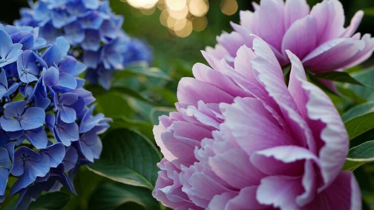 Bellissime ortensie blu e peonie rosa con sfondo bokeh