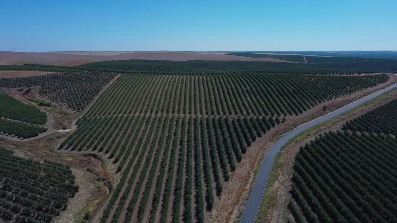 vista aérea de drones de 4k de los campos de olivos