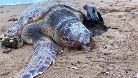 imágenes de cerca de una gran tortuga muerta en una playa de arena vacía