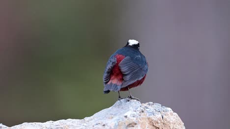 Closeup-of-White-capped-Redstart-bird-in-The-Evening