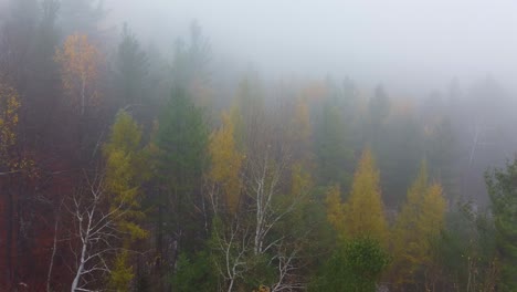 fog spruce and maple tree forest in fall autumn mount washington, new hampshire, usa