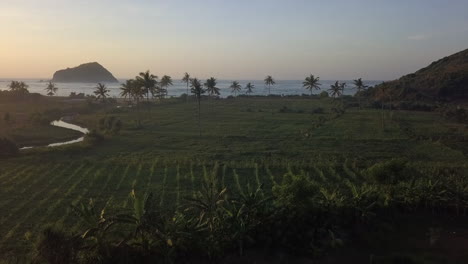 Peaceful-low-aerial-flight-through-palm-trees-to