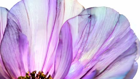 close up view of translucent purple flower petals gradually unfolding, showcasing intricate veins and delicate textures against a clean white backdrop