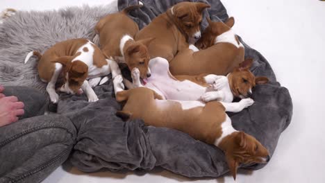 observe as basenji dog puppies lay peacefully on a soft blanket, radiating warmth and comfort in this heartwarming stock footage