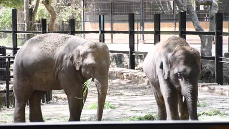 Indian-elephants-eating-grass-and-greenery-fed-by-caretaker-in-a-zoo