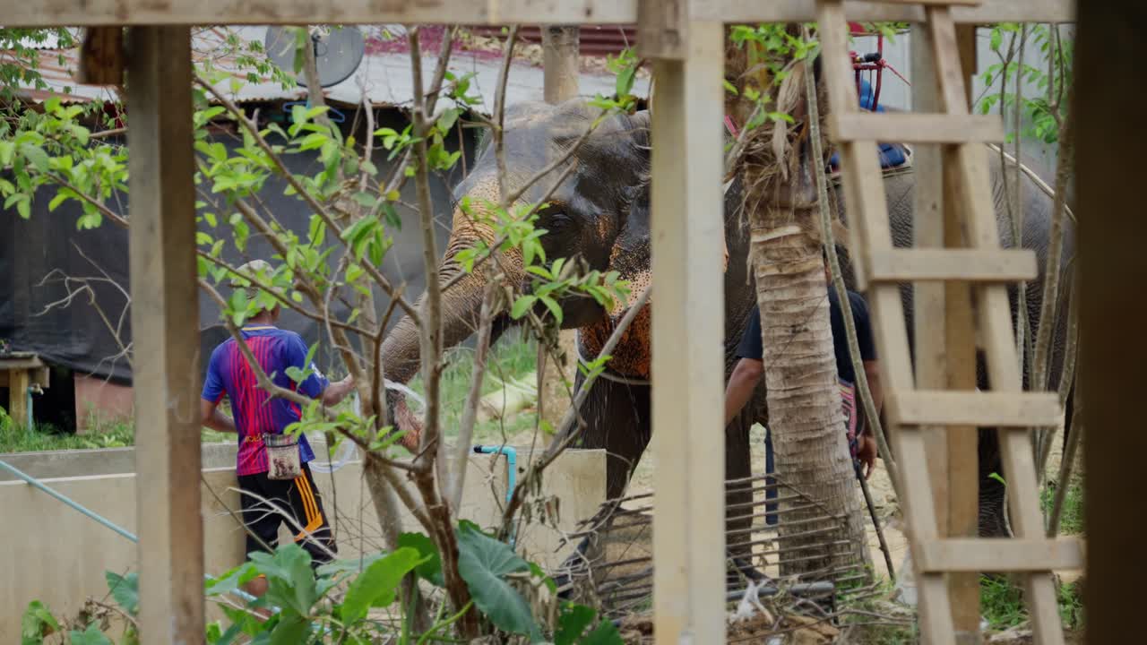 호스로 코끼리를 씻어내는 남자