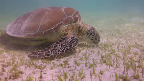 tortuga cabeza de león bajo el agua