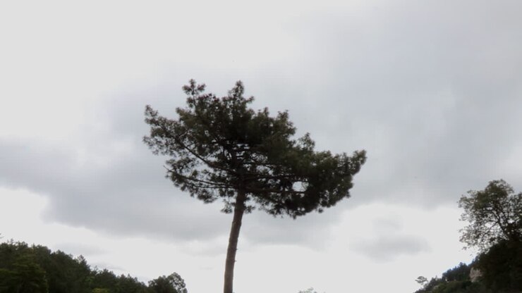 Oval-shaped pine that stands out for its height, much greater than others in the forest
