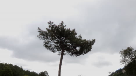 Oval-Geformte-Kiefer,-Die-Durch-Ihre-Höhe-Auffällt,-Die-Viel-Größer-Ist-Als-Die-Anderer-Kiefern-Im-Wald