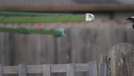 Male-Magpie-lark-Mudlark-Perched-On-Fence-Trellis-Then-Flies-Away-Australia-Maffra-Gippsland-Victoria-Slow-Motion