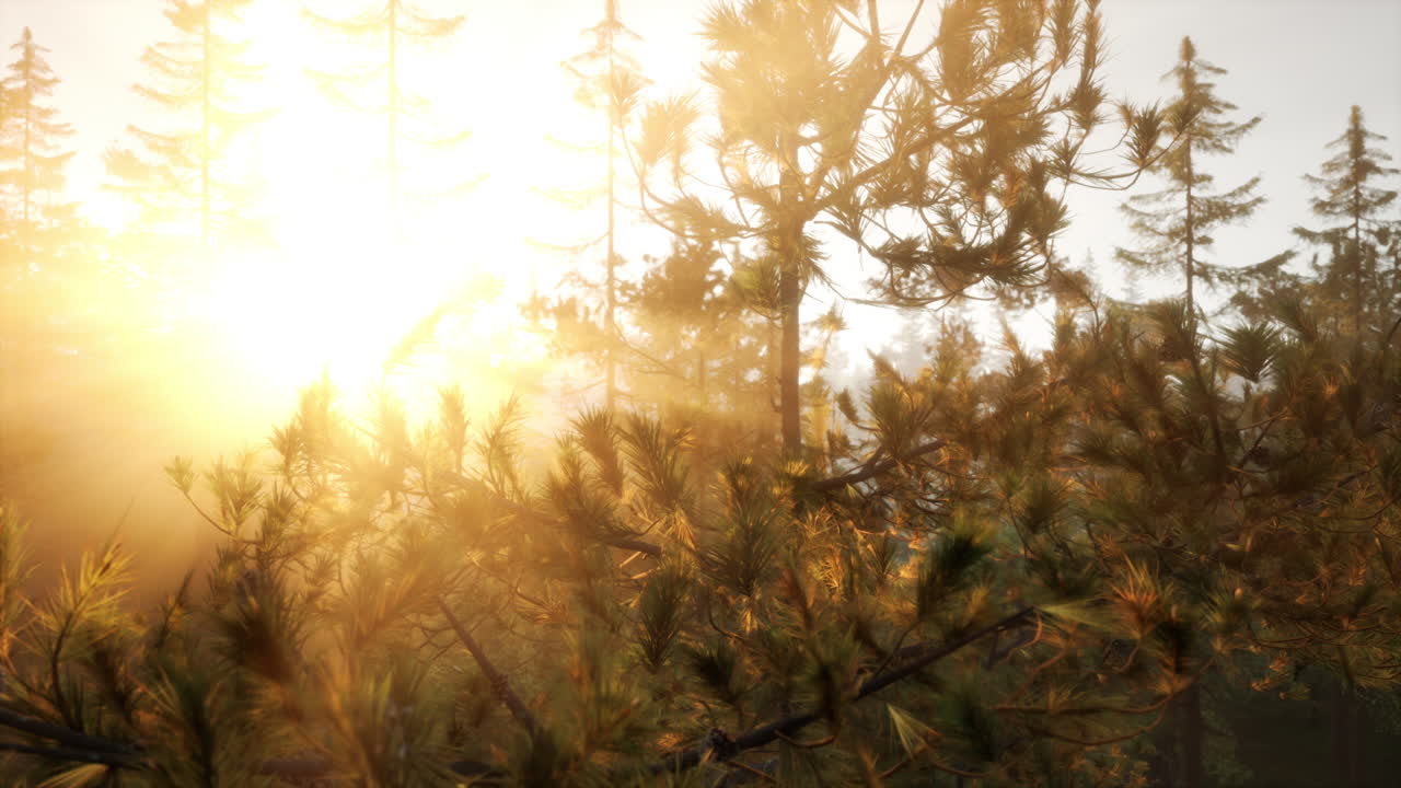 안개 숲에서 아름다운 해가 뜨는 것