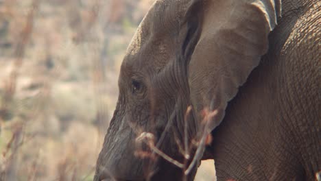 close up of an elephants face as he pulls at vegetation kicking up dust