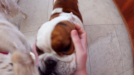 point of view of man calling and stroking two pet dogs