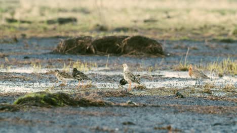 a flock of ruffs and black tailed godwit feeding and resting during spring migration in wetlands