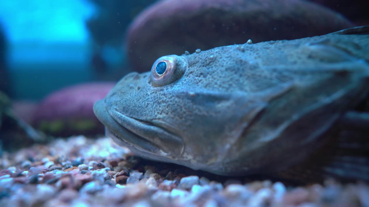 el pez scorpaena guttata es una especie de pez de la familia de los peces escorpión conocido por el nombre común de pez escorpión de california. es nativo del océano pacífico oriental