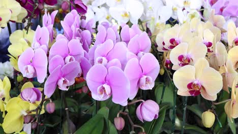 varias orquídeas de colores presentadas en flor.