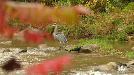 Graureiher,-Der-Auf-Einem-Felsen-Durch-Einen-Seichten-Fluss-Steht