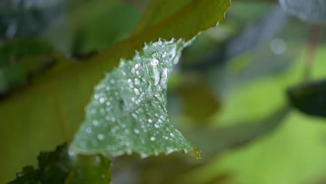 tiro vertical en cámara lenta de gotas de agua cayendo sobre la hoja, tiro estático