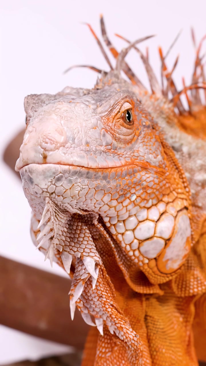 Un'iguana arancione brillante riposa su un ramo in un primo piano con illuminazione soffusa.