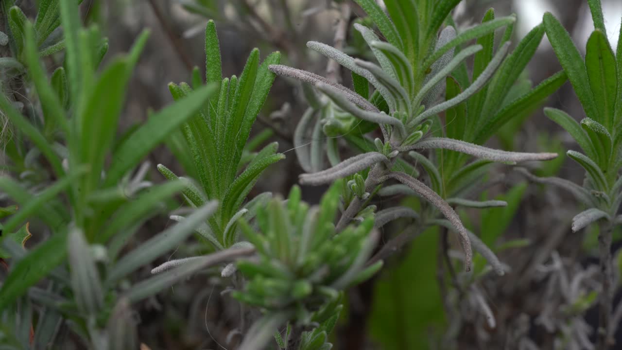 planta de lavanda que sopla en el viento