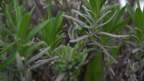 lavender 植物在風中吹起