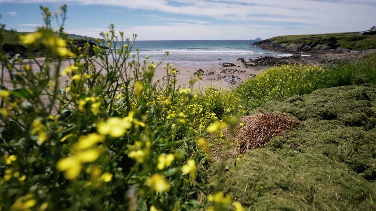 Gule villblomster vokser langs en steinete kyststrand med grønt gress og havbølger under en klar blå himmel