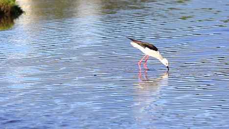 black-winged stilt wader feeding in knysna wetland