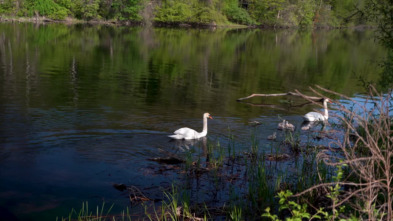 swans elegantly swimming in a pond