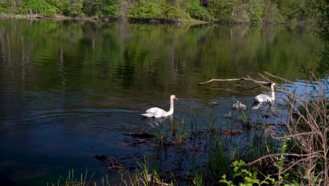 Schwäne-Schwimmen-Elegant-In-Einem-Teich